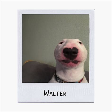 Polaroid Of Walter Dog Meme Photographic Print By Mushroom Gorge