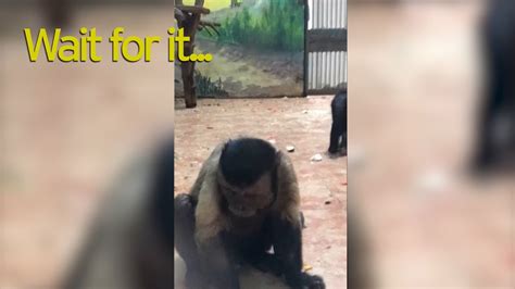 Monkey With Human Face That Looks Like Distressed Man Leaves Zoo