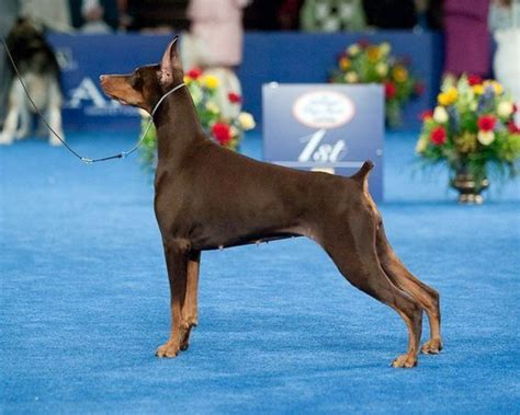 Best In Show Doberman Dogs Doberman Pinscher Dog Doberman