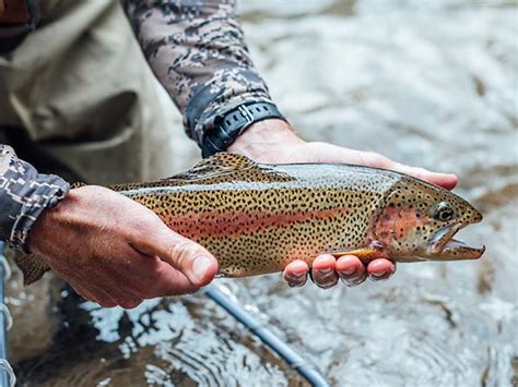 Wild Trout Fly Fishing Flathead And Swan River