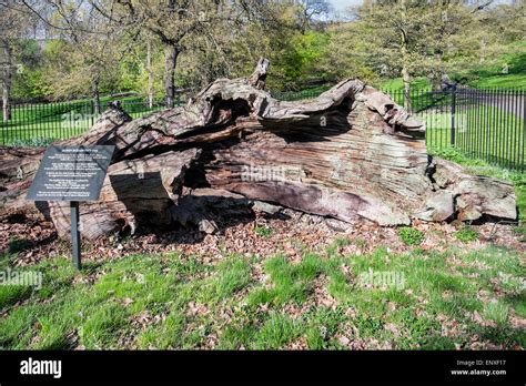 Queen Elizabeths Old Oak Tree Remains Greenwich Park London Stock