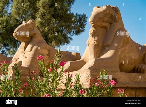 Ram Headed Sphinxes Karnak Temple Luxor Egypt Africa Stock Photo