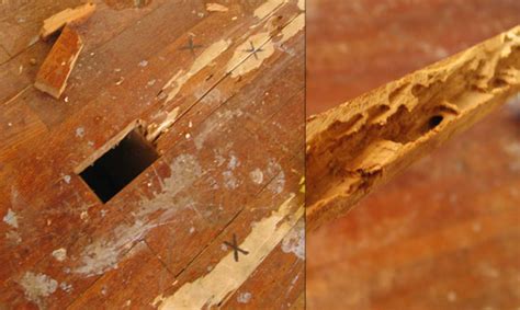 5 Obvious Signs Of Termites To Alert A Homeowner