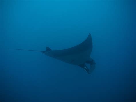 Free Images Sea Ocean Diving Underwater Stingray