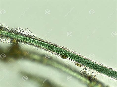 Blue Green Filamentous Algae Under Microscopic View Cyanobacteria