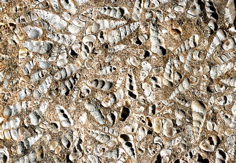 Limestone With Turritella Shell Fossils Stock Image E4150255