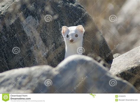 Long Tailed Weasel In Winter Coat Stock Image Image Of Small