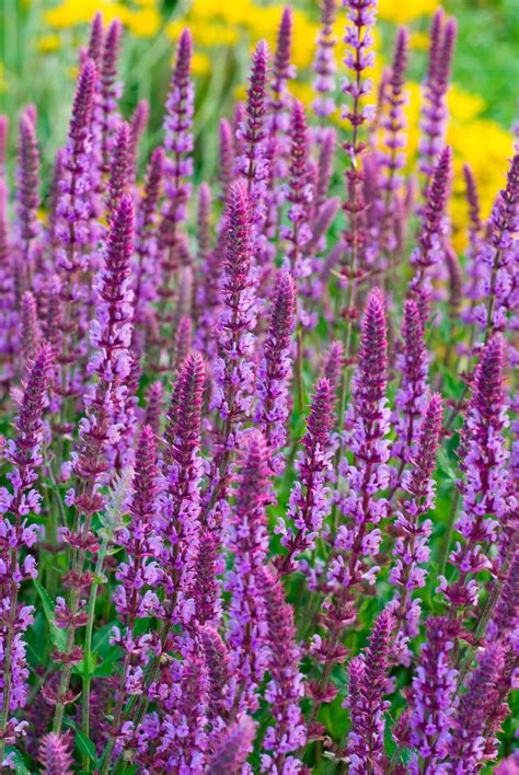 Perennials are wonderful plants since most will bloom year after year. 7 Perennials That Will Bloom Multiple Times This Summer ...