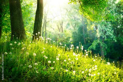 Spring Nature Beautiful Landscape Green Grass And Trees Stock Photo