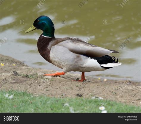 Duck Waddling Through Image And Photo Free Trial Bigstock