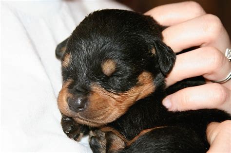 Rottie puppy crying like a human baby. Gallery Newborn Rottweiler Puppies