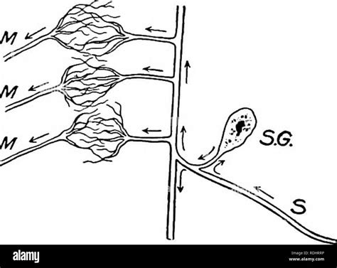 a text book in general physiology and anatomy physiology comparative anatomy 414 the