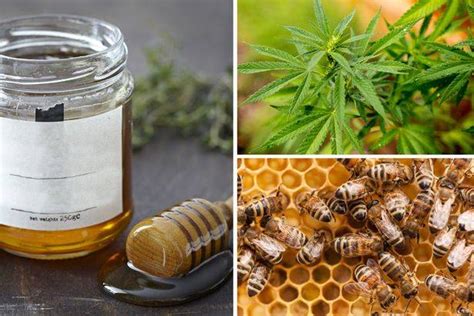 Cannabis Honey Benefits And How We Can Make It Easily