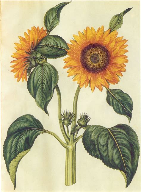 Sunflower Drawing Sunflower Painting Sunflower Print Sunflower Seeds