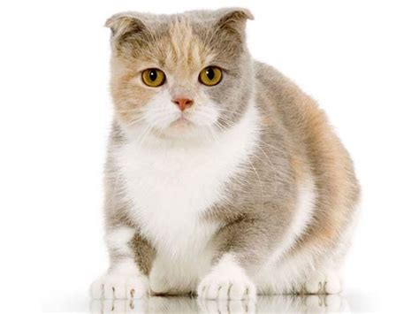 12 Round Faced Cat Breeds Kitty Devotees