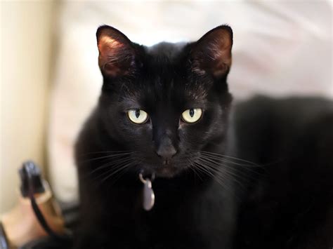 23 Black Cat Breeds That Will Make You Want To Be A Cat Parent Again