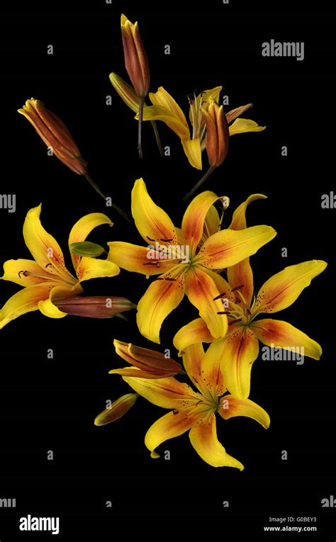 Yellow Lilies Stock Photo Alamy