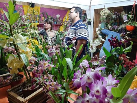 Un Vivero Con 7000 Orquídeas Para Contemplar Y Aprender A Cuidarlas