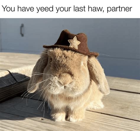 The Most Rootinest Tootinest Yee Haw Memes Of The Week For The Funniest