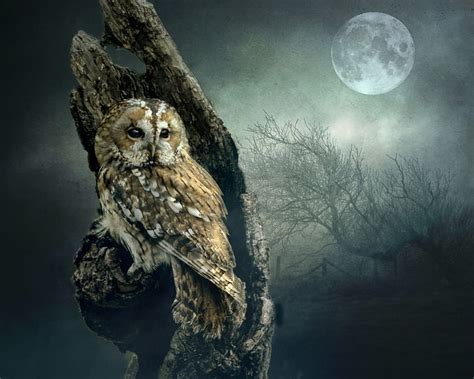 Hunters Moon Owl Moon Wildlife Nature Hunters Hd Wallpaper Peakpx