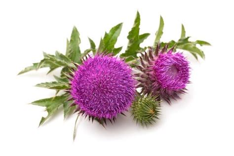 It's not fully established whether milk thistle is safe to take while breastfeeding. Top 14 Milk Thistle & Silymarin Benefits + Dosage, Side ...