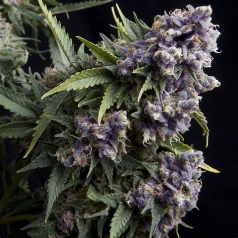 Semillas De Marihuana Autoflorecientes Moradas Florprohibida