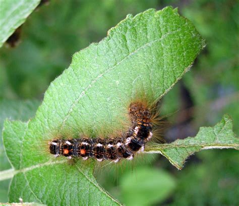 Watch Out For Browntail Moth Caterpillars Northern New England Poison