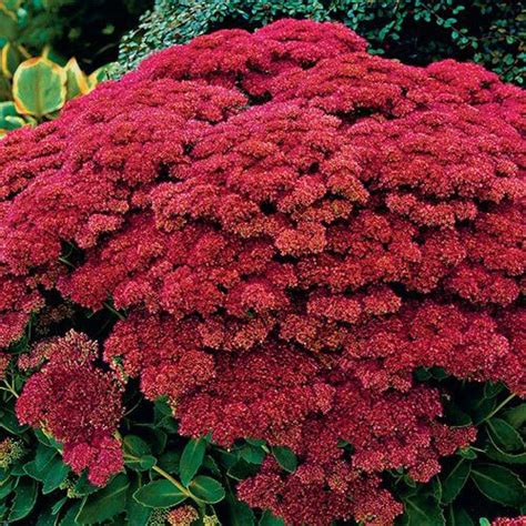 Autumn Joy Sedum