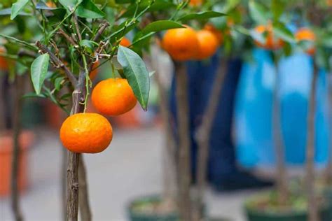 Maybe you would like to learn more about one of these? Growing Dwarf Fruit Trees • The Prairie Homestead