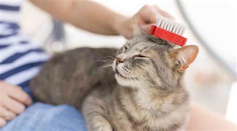 Pet Grooming The Dos And Donts