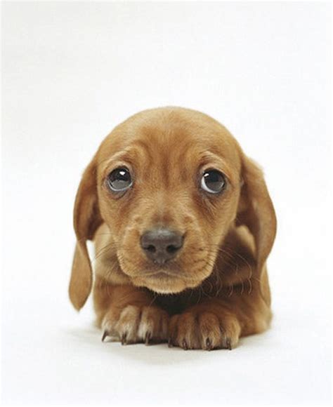Who Can Resist Sad Puppy Dog Eyes Animals Pinterest