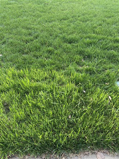 Tall Fescue Lawncare