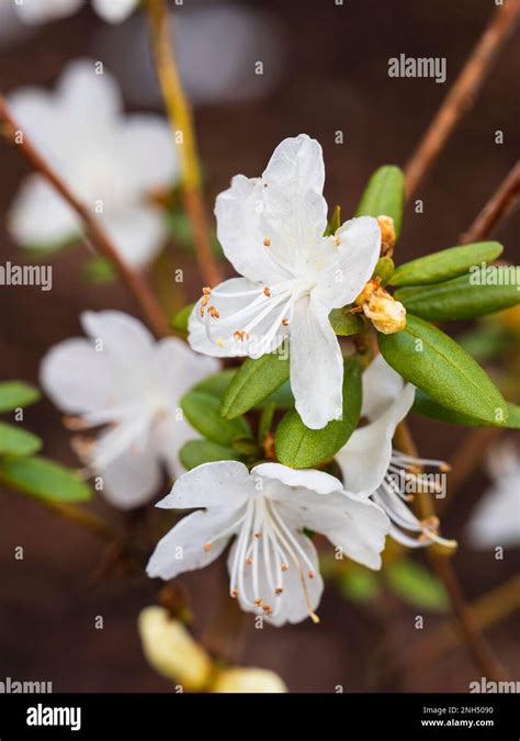 White Late Winter Flowers Of The Dwarf Semi Evergreen Hardy Shrub