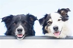 Two dogs: Expert tips for adding a second dog to your family