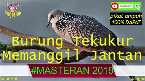 Maybe you would like to learn more about one of these? Gambar Burung Derkuku Jantan Dan Betina : Ciri Ciri Tekukur Jantan Dan Betina Pasti Sesuai ...