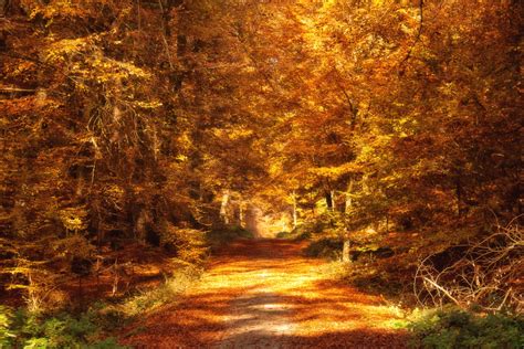 Forest Road In Autumn Sunlight Free Stock Photo Public Domain Pictures