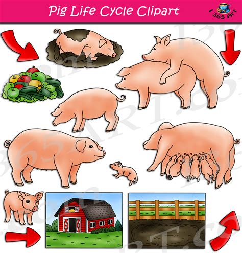 Pig Life Cycle Clipart Set Download Clipart 4 School