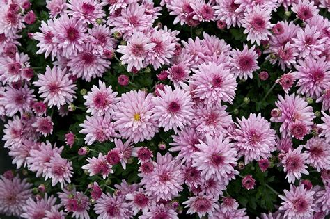 Purple Chrysanthemum Free Image Download
