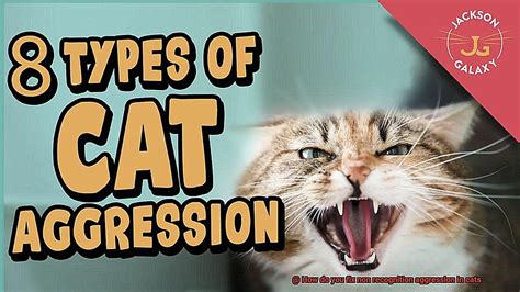 How Do You Fix Non Recognition Aggression In Cats