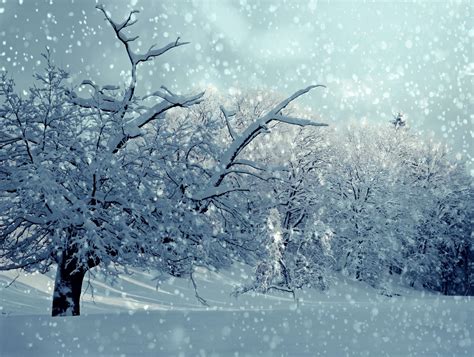 Free Winter Snowing Snow Trees Image