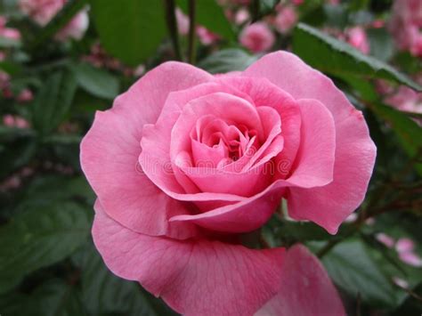 Bright Attractive Nature Pink Rose Flower Blooming In Summer At Stanley