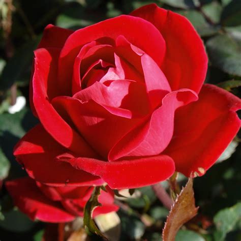 Double Knock Out Roses For Sale