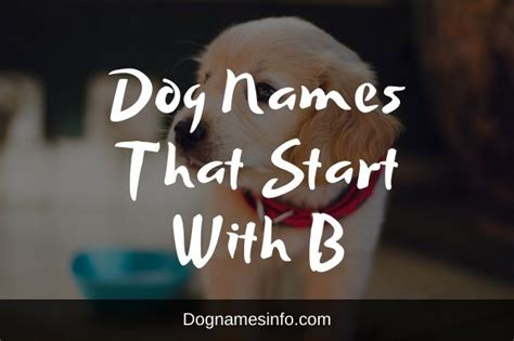 Below are some ideas for baby names that start with a based on data from the social security administration. 100+ Best and Attractive Dog Names That Start With B 2020