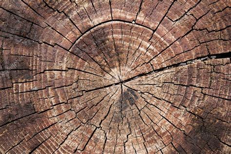 Texture Of Tree Trunk Stock Photo By ©chrupka 74878475