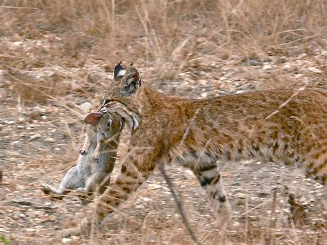 Hence why cat's should be kept inside, had it been a dog that killed another person's pet, it would face euthanasia. File:Bobcat having caught a rabbit.jpg - Wikimedia Commons