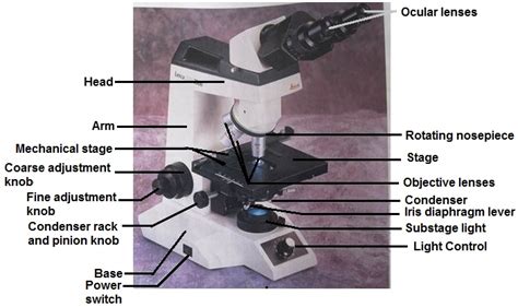 Compound Microscope And Its Parts