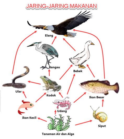 Contoh siratan makanan di pinggir sungai. Membuat Jaring Jaring Makanan dalam Ekosistem | Mikirbae