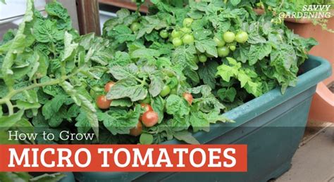The Best Small Tomato Plants To Grow Aka Micro Tomatoes