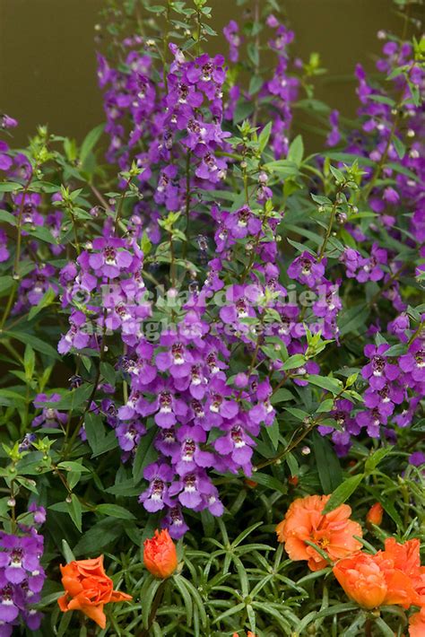 28558 Ckd Serena Purple Angelonia Hybrid And Tequila Orange Rose Moss