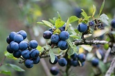 Blackthorn: Recipes and Benefits of Sloe | Fine Dining Lovers